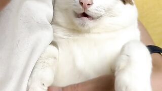 Wait For It! Cat Does the Unexpected! 🤯