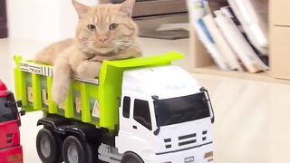 Cat vs Dog: The Ultimate Funny Showdown!