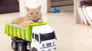 You Will Watch This Cat Video on Loop!