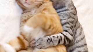 Top 10 Funniest Scared Cat Jumps!
