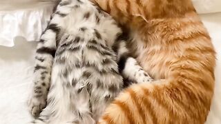 ASMR Cat Purring to Help You Sleep 💤