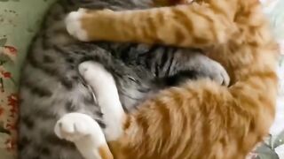 Cat Caught Stealing Food on Hidden Camera!
