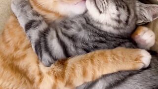 How to Annoy Your Cat (Funny Reaction!)