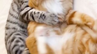 Kitten Meets a Mirror for the First Time!