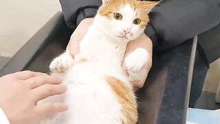Cat Meowing for 1 Minute Straight! 📢