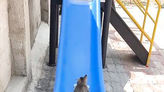 Cat Parkour Level: Olympic Gold Medal!