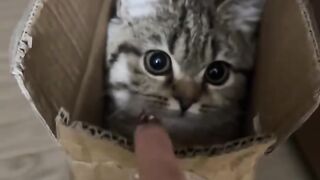 Cat Addicted to Watching Bird Videos!