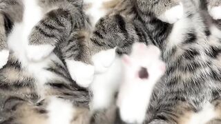 The Angriest Fluffy Cat in the World!