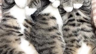 Cat Discovers Ice Cream Brain Freeze! 🍦