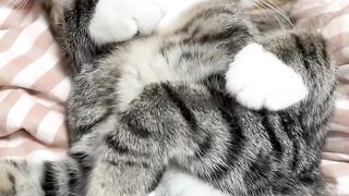 Kitten Tries to Roar Like a Lion! 🦁