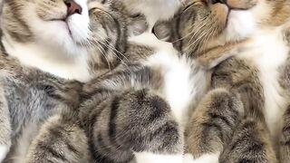 Invisible Wall Challenge for Cats!
