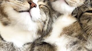 Cat Gives the Best Massage Ever! 💆
