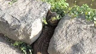 Cat Escapes a Locked Room in 5 Seconds!