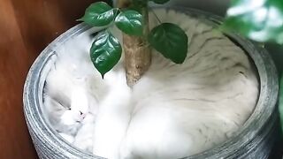 Giant Maine Coon Cat Looks Like a Tiger!