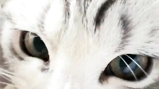 Cat Trying to Catch a Fly in Slow Motion!