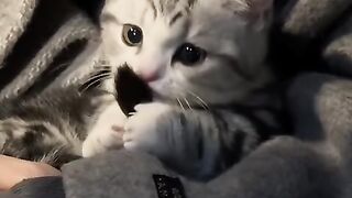Cat Refuses to Walk on a Leash! 4