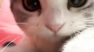 Cat Smelling a Lemon for the First Time!