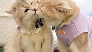 Cat Purring Like a Motorcycle! 🏍️