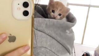 Cat Getting Jealous of a Plush Toy!