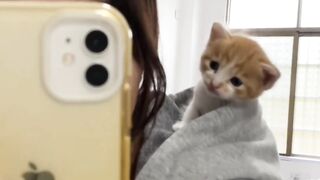 Cat Knocks Everything off the Desk!