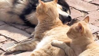 Cat Reacts to the Vacuum Cleaner!