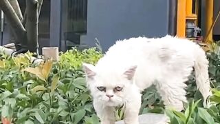 Cat Tries to Catch the Printer Paper!