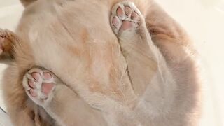 Cat Wakes Me Up at 5 AM Every Day!