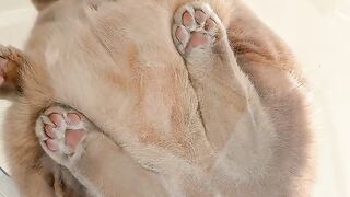 Cat Doing a Perfect Backflip Catch!