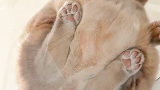 Cat Gets a Brain Freeze from Ice Water!