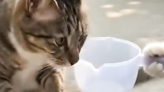 Roasting Chestnuts with Cat Chefs!