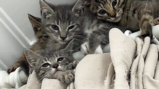 Cat Adopts an Orphaned Squirrel! 🐿️