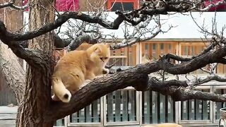 Cat Jumping on the Kitchen Counter!