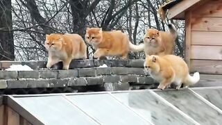 Cat Watching a Scary Movie Reaction! 👻