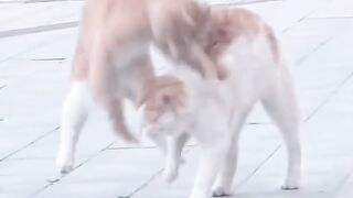 Cat Knocking the Camera Down! 📸