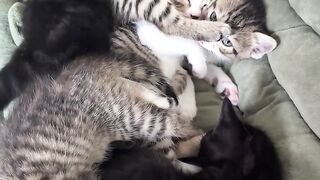 Cat Jumping Over a High Baby Gate!
