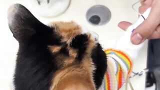 Cat Carrying a Giant Stuffed Animal! 🧸