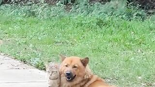 Cat Smiling for a Photo! 📸