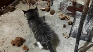 Cat Sneezing 5 Times in a Row! 🤧