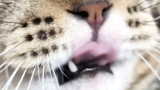 Cat Annoying Older Sibling!