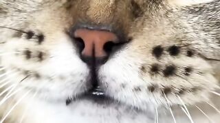 Cat Bringing Me a Sponge as a Gift! 🧽