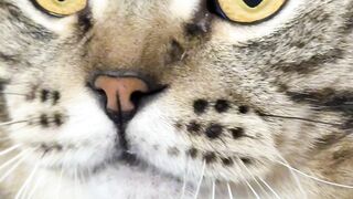 Cat Falling Asleep on Owner's Face! 3