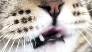 Funniest Cat Fails of 2026! 😂 6