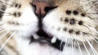 Cutest Kitten Meowing for 1 Minute! 5