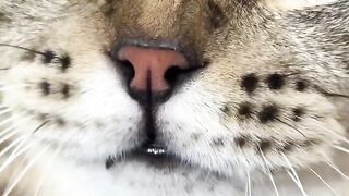 Ninja Cat Jumping Level 999! 4