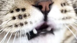 Hilarious Cat Scared of Cucumber! 3