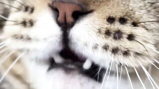 Trying Not To Laugh at This Cat! 4