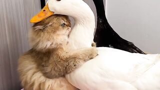 Cat vs Mirror: Epic Battle! 😂 4