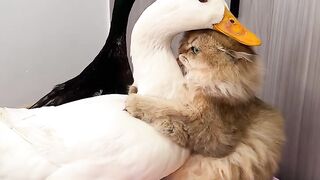 The Most Beautiful Fluffy Cat Ever! 5