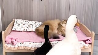Grumpy Cat Hates Monday Mornings! 4