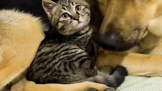 Smart Cat Opens the Door! Genius! 4
